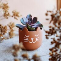 katten plantenpotje terra cotta