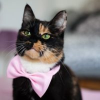 strikje-katten-halsbandje-roze
