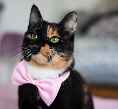Keelholte Herinnering Kan weerstaan Katten strik halsbandje | 6 kleuren - OPZNKOP store